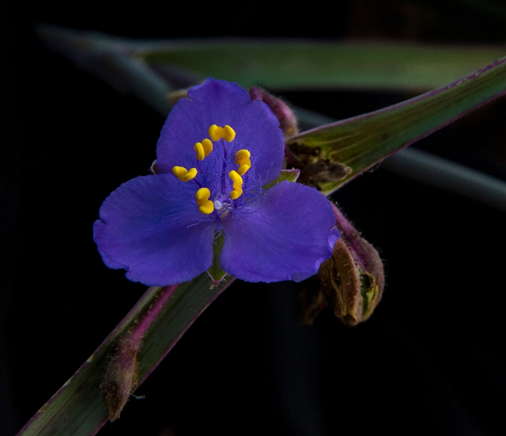 No Mule Canyon Tradescantia occindentalis 14-3253.jpg